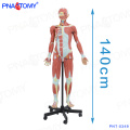 PNT-0349 140cm human muscle figure model